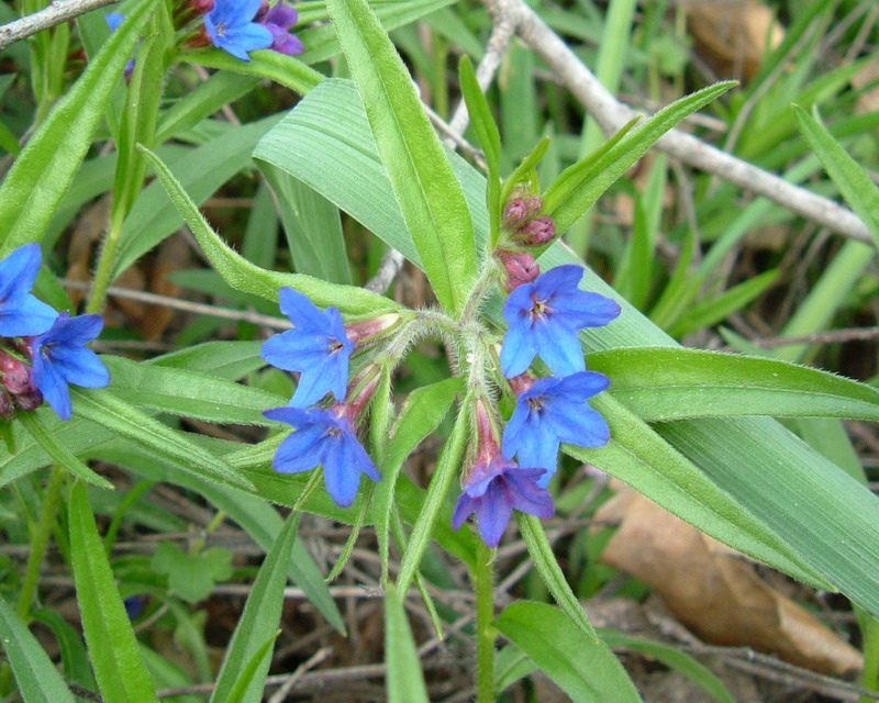 Aegonychon purpurocaeruleum (=Buglossoides purpurocaerulea) / Erba perla azzurra